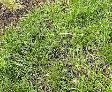 Sand Dune Sedge Sand Dune Sedge