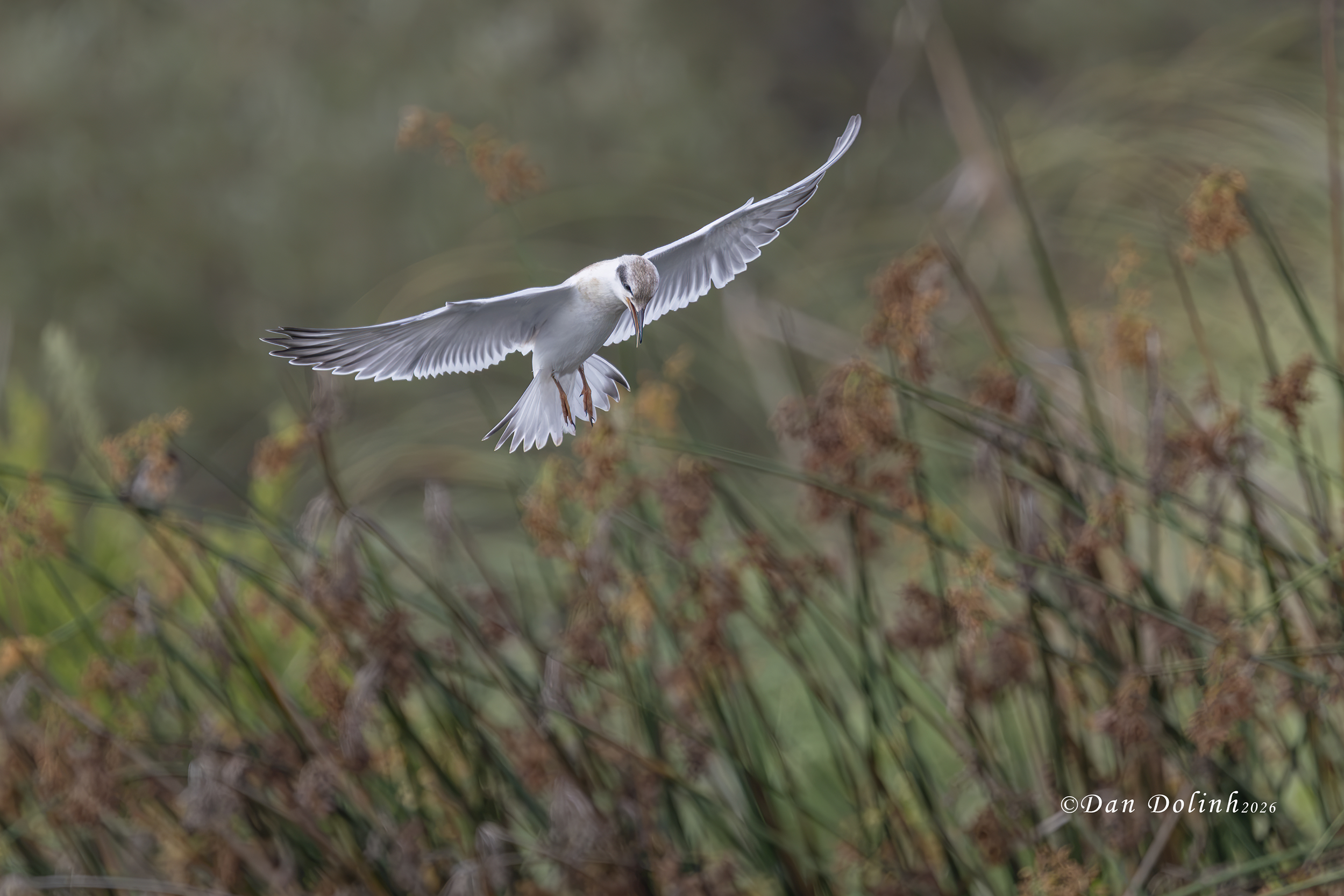 a tern flies over the water, preparing to land